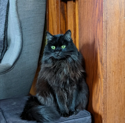 Reunited Female Cat last seen Between Aldine and Wheeler , Saint Paul, MN 55104