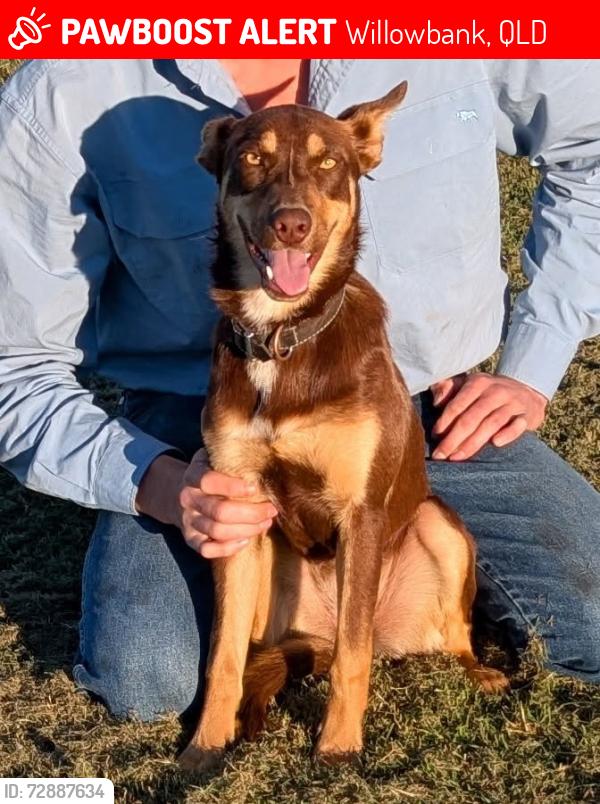 Lost Female Dog last seen Yamanto raceway, Willowbank, QLD 4306