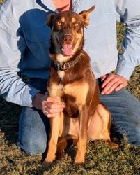 Lost Female Dog last seen Yamanto raceway, Willowbank, QLD 4306