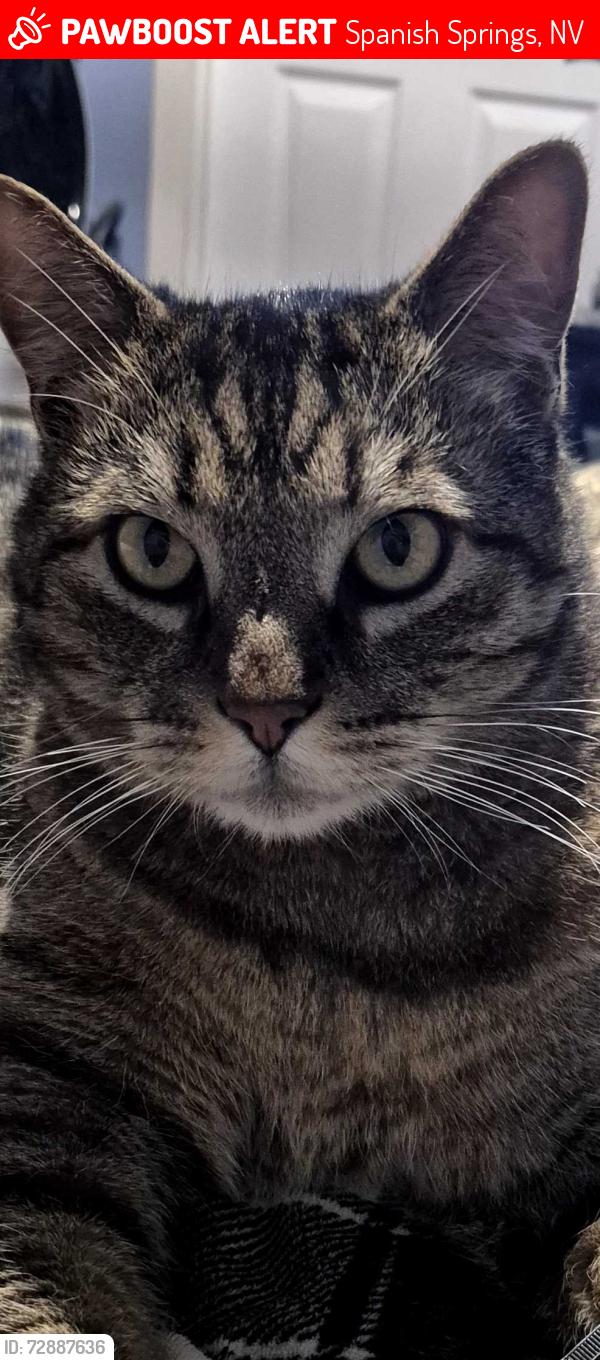 Lost Male Cat last seen Pyramid , Spanish Springs, NV 89441