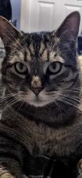 Lost Male Cat last seen Pyramid , Spanish Springs, NV 89441