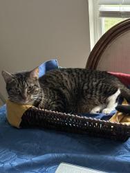 Lost Female Cat last seen Bessie rd , Piedmont, SC 29673