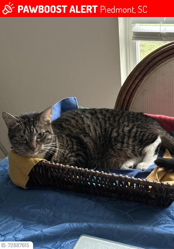 Lost Female Cat last seen Bessie rd , Piedmont, SC 29673