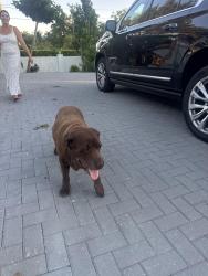Found/Stray Female Dog last seen 68Street 97 ave, West End, FL 33193