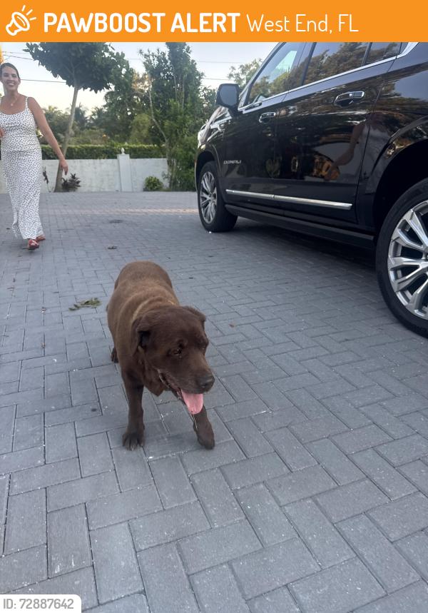Found/Stray Female Dog last seen 68Street 97 ave, West End, FL 33193