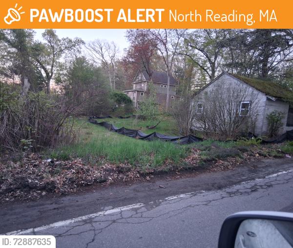 Found/Stray Female Cat last seen Old Andover Road, North Reading, MA 01864