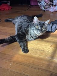 Lost Male Cat last seen Stackhouse Park, Johnstown, PA 15905