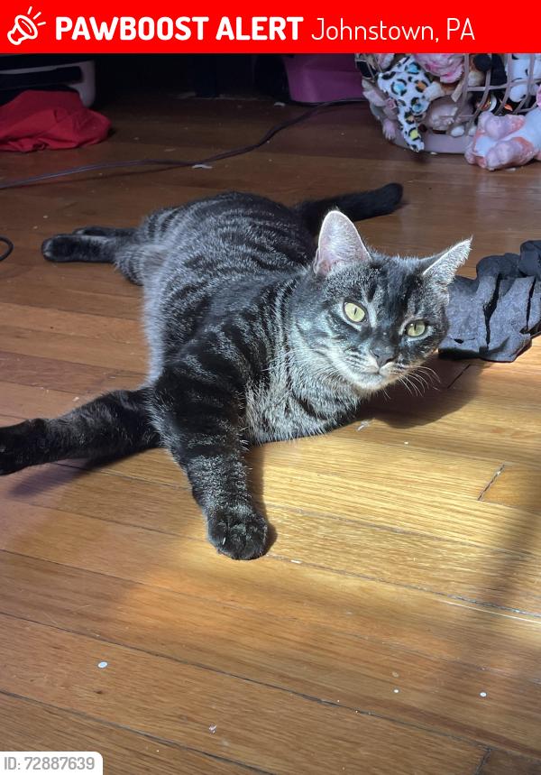 Lost Male Cat last seen Stackhouse Park, Johnstown, PA 15905