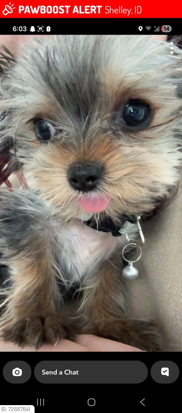 Lost Female Dog last seen Taylor mountain area 1350 E, Shelley, ID 83274