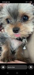 Lost Female Dog last seen Taylor mountain area 1350 E, Shelley, ID 83274