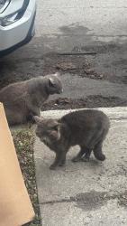 Found/Stray Unknown Cat last seen Laurier, Montréal, QC H2J 3Z3