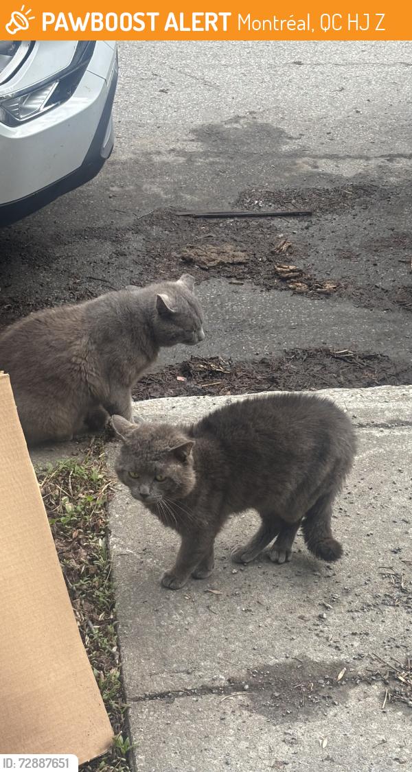 Found/Stray Unknown Cat last seen Laurier, Montréal, QC H2J 3Z3