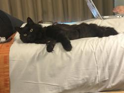 Lost Female Cat last seen 15th Ave and Uptopia , Phoenix, AZ 85041