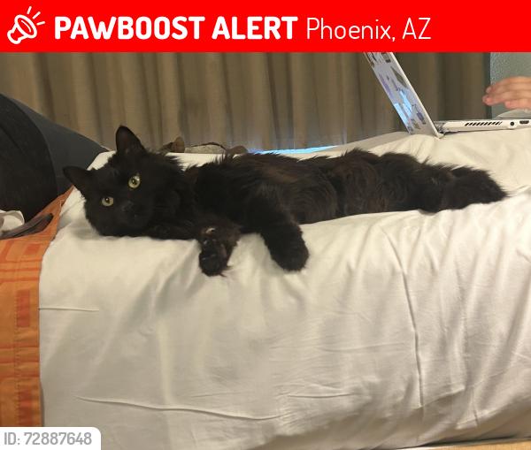 Lost Female Cat last seen 15th Ave and Uptopia , Phoenix, AZ 85041