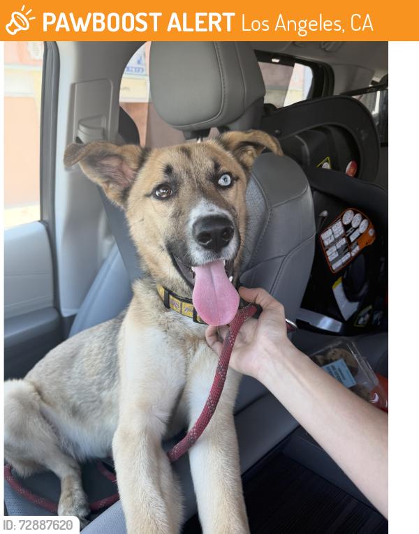 Found/Stray Male Dog last seen Pickford and Rimpau, Los Angeles, CA 90019