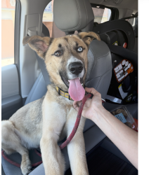 Found/Stray Male Dog last seen Pickford and Rimpau, Los Angeles, CA 90019