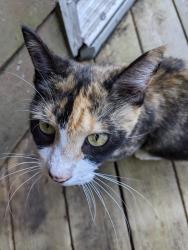 Found/Stray Unknown Cat last seen Paul Russell Rd. & Nicklaus Dr., Tallahassee, FL 32301