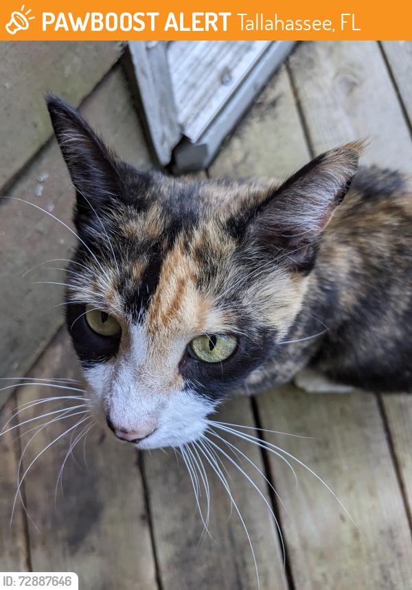 Found/Stray Unknown Cat last seen Paul Russell Rd. & Nicklaus Dr., Tallahassee, FL 32301