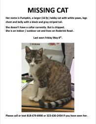 Lost Female Cat last seen We live in Roderick road in Glassell park between  fletcher / verdugo close to Ave 38 , Los Angeles, CA 90065