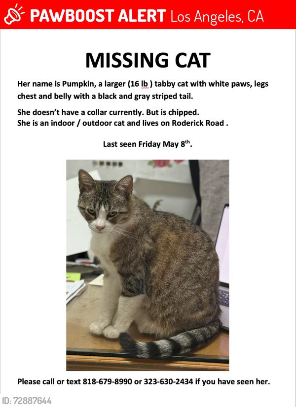 Lost Female Cat last seen We live in Roderick road in Glassell park between  fletcher / verdugo close to Ave 38 , Los Angeles, CA 90065