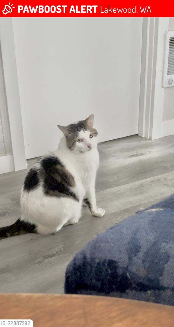 Lost Male Cat last seen Tillicum Elementary School , Lakewood, WA 98498