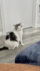 Lost Male Cat last seen Tillicum Elementary School , Lakewood, WA 98498