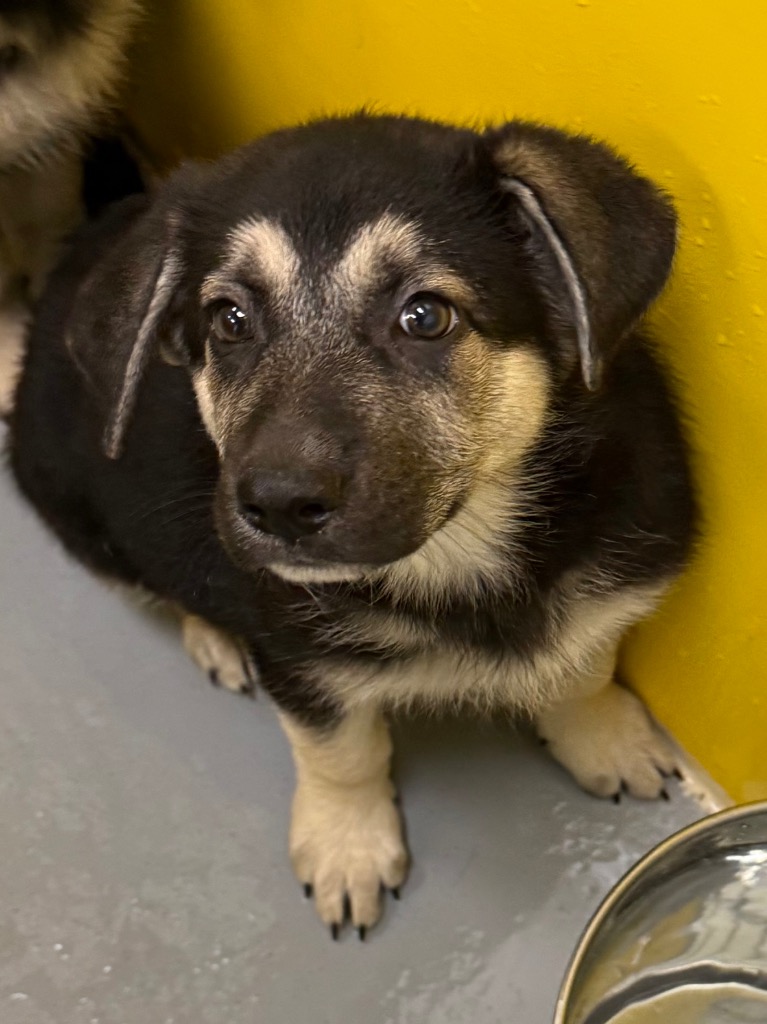 Shelter Stray Female Dog last seen Midwest City, Oklahoma City, OK 73110