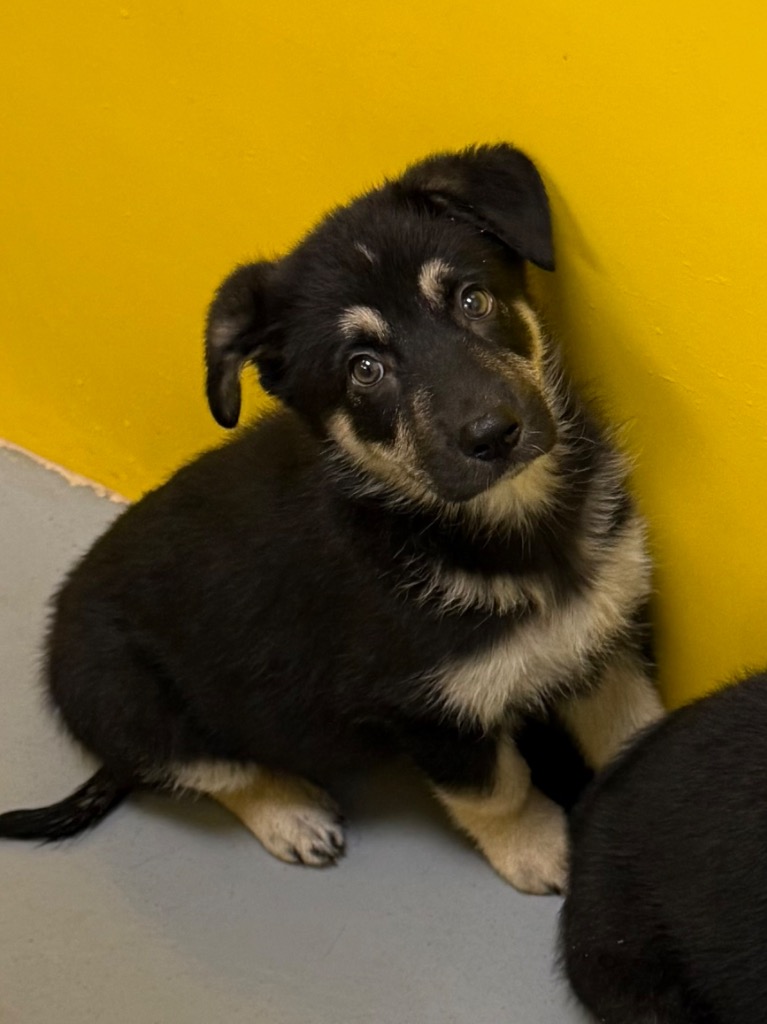 Shelter Stray Female Dog last seen Midwest City, Oklahoma City, OK 73110