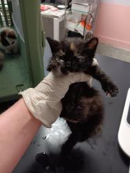 Shelter Stray Female Cat last seen Bexar County, New Braunfels, TX 78130