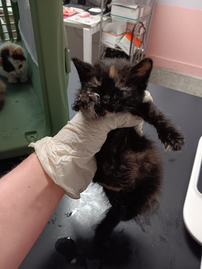 Shelter Stray Female Cat last seen Bexar County, New Braunfels, TX 78130
