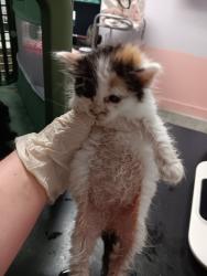 Shelter Stray Female Cat last seen Bexar County, New Braunfels, TX 78130