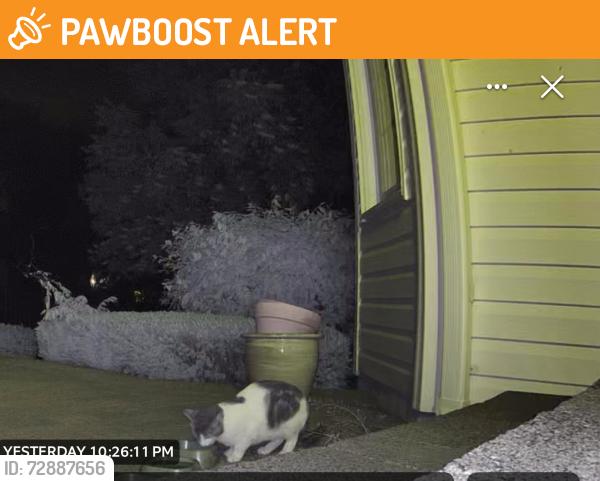 Found/Stray Unknown Cat last seen Asbury Anderson Rd , Franklin Township, NJ 08802
