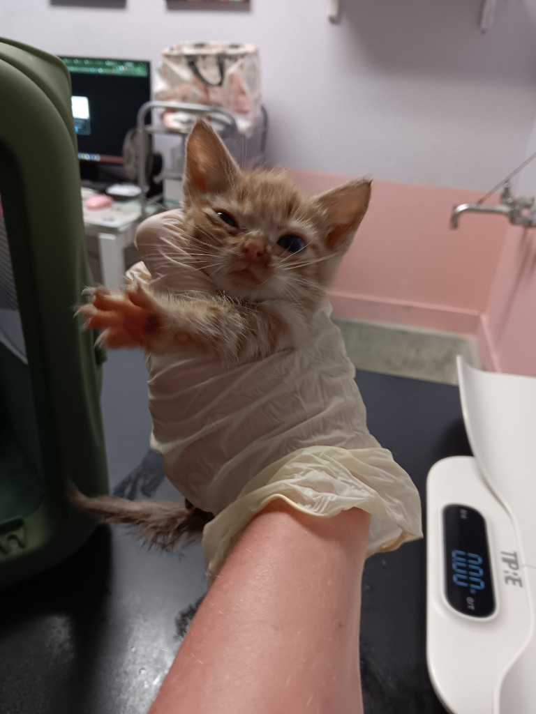 Shelter Stray Male Cat last seen Bexar County, New Braunfels, TX 78130