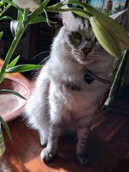 Lost Male Cat last seen Westerham and indooroopilly rd, Taringa, QLD 