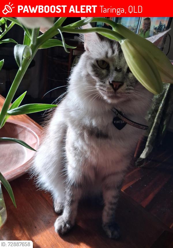 Lost Male Cat last seen Westerham and indooroopilly rd, Taringa, QLD 