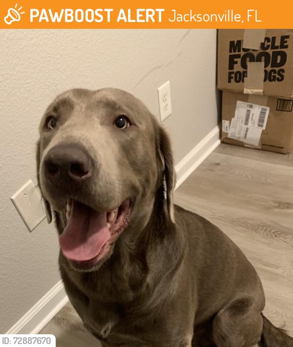 Found/Stray Male Dog last seen Neighbor of Creek point blvd, Jacksonville, FL 32218