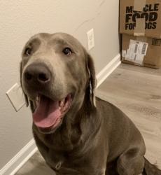 Found/Stray Male Dog last seen Neighbor of Creek point blvd, Jacksonville, FL 32218