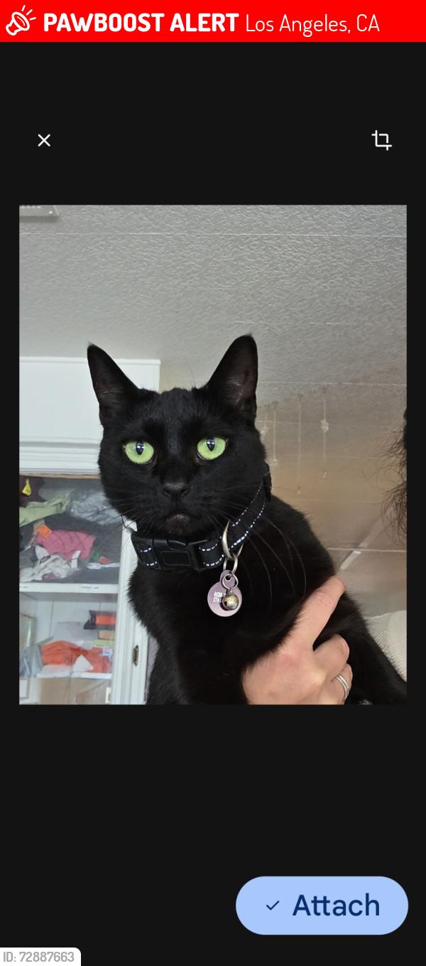 Lost Female Cat last seen Bermuda , Los Angeles, CA 91345