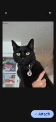 Lost Female Cat last seen Bermuda , Los Angeles, CA 91345