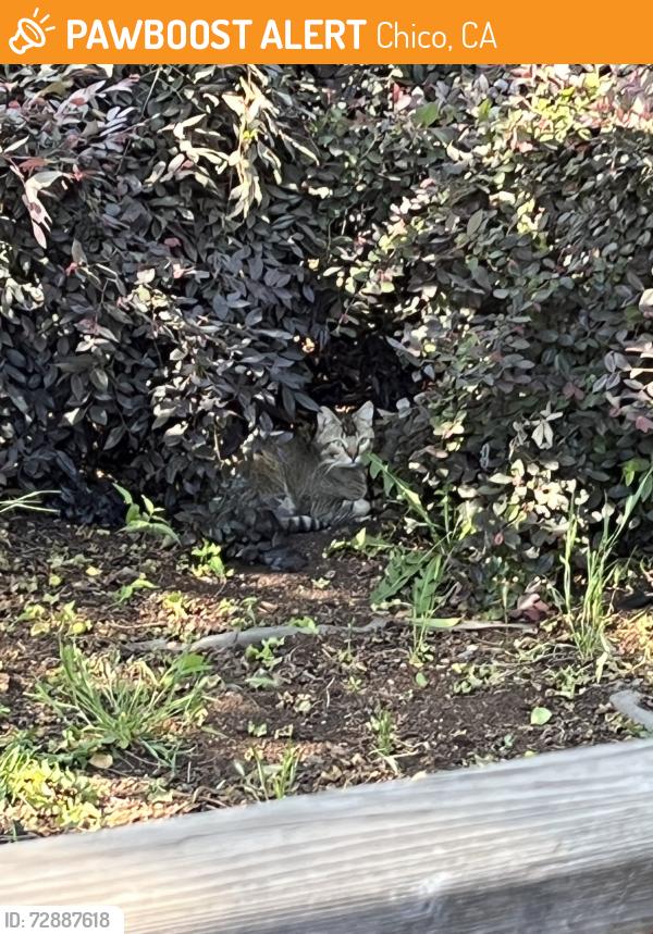 Found/Stray Unknown Cat last seen 16th St and Davis St., Chico, CA 95928