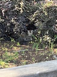 Found/Stray Unknown Cat last seen 16th St and Davis St., Chico, CA 95928