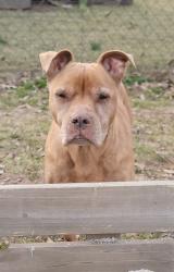 Reunited Female Dog last seen Carey Rd and Hwy 25, Trousdale County, TN 37074