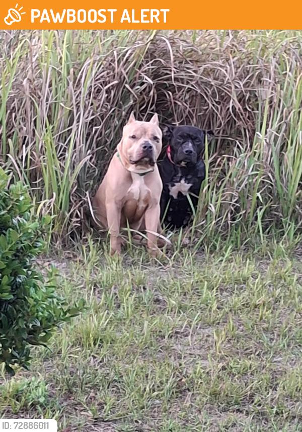 Found/Stray Male Dog last seen Near Hemlock Radial Pass , Silver Springs Shores, FL 34472