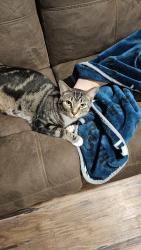 Reunited Male Cat last seen Mill street, Washington Boro, PA 17582