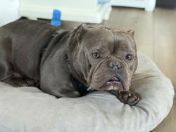 Reunited Male Dog last seen Heather drive San Pablo , San Pablo, CA 94806