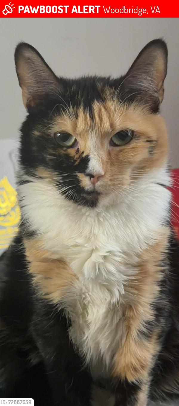 Lost Female Cat last seen 13207–13299 Valley Dr Woodbridge, VA  22191 United States, Woodbridge, VA 22191