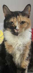 Lost Female Cat last seen 13207–13299 Valley Dr Woodbridge, VA  22191 United States, Woodbridge, VA 22191