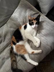 Reunited Female Cat last seen Brandt pike and Powell rd, Dayton, OH 45424