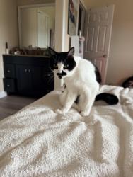 Lost Male Cat last seen Village Parkway , Dublin, CA 94568