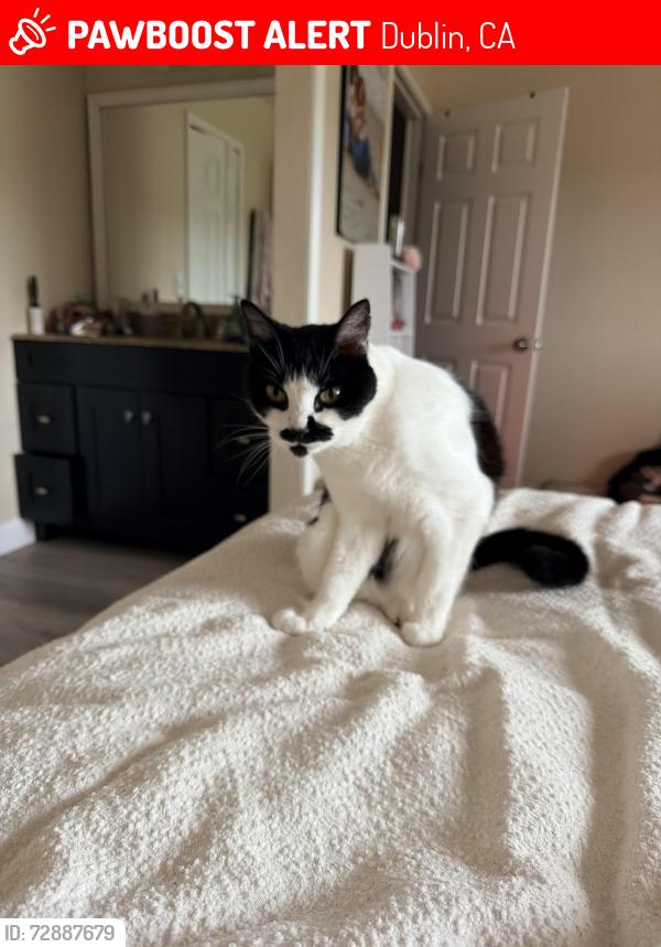 Lost Male Cat last seen Village Parkway , Dublin, CA 94568